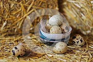 Quail eggs in a cup on pressed straw background .Useful food and products.