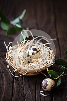 Quail eggs in a decorative nest for Easter