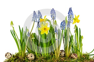 Quail eggs with spring flowers