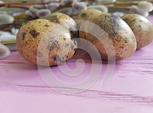 Quail eggs easter branch of a beautiful willow tradition on a pink wooden background