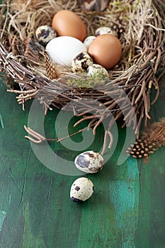 Quail eggs on easter nest of birch twigs background