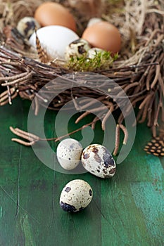Quail eggs on easter nest of birch twigs background