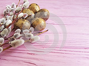 Quail eggs easter peace greeting branch nature of a beautiful decoration willow tradition on a pink wooden background