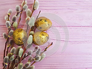 Quail eggs easter sunday greeting nature of a beautiful decoration willow tradition on a pink wooden background