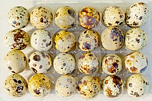 Quail eggs on an egg formwork
