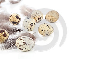 Quail eggs with feather