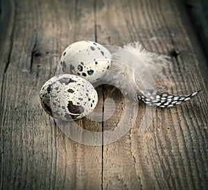 Quail eggs with feather