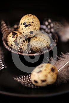 Quail eggs with feathers in a black plate on a black slate background.Organic Farm natural bio quail eggs.natural