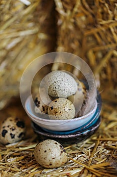 Quail eggs with feathers in a blue ceramic cup on pressed straw . farm products.Animal protein.Useful healthy food