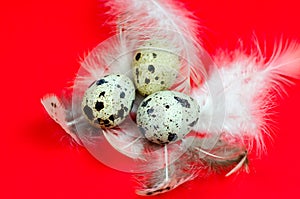 Quail eggs and feathers