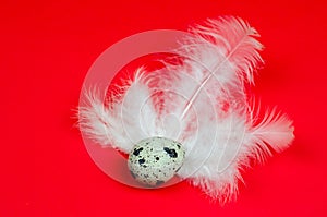 Quail eggs and feathers