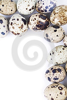 Quail eggs frame