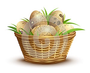 Quail eggs full wicker basket