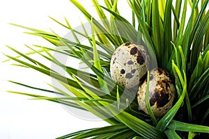 Quail eggs in green grass