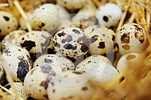 Quail eggs in the hay close-up on a poultry farm.