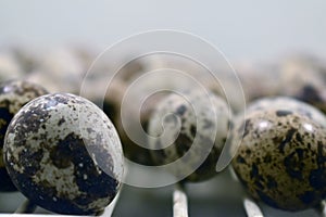 Quail eggs; high protein and cholesterol diets