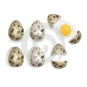 Quail eggs isolated on white background set. Vector illustration of a whole egg, a broken shell