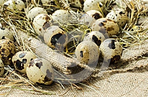 Quail eggs lie on sacking