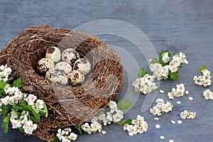 Quail Eggs in a Natural Birds Nest with Spring Blossom