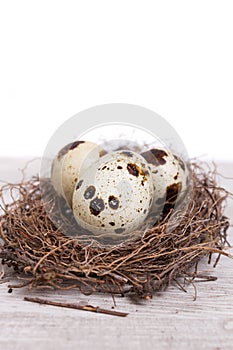 Quail eggs in the nest