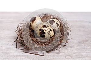 Quail eggs in the nest