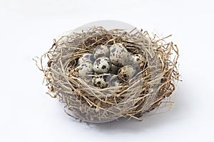 quail eggs in a nest