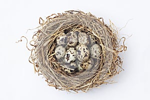 quail eggs in a nest