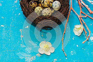 Quail eggs in the nest on blue background. happy Easter