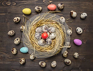 Quail eggs in a nest with colorful decorative eggs for Easter laid out around wooden rustic background top view close up