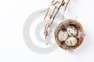 Quail eggs in a nest with feathers and willow branch on a white background for Easter