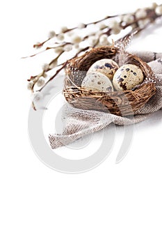 Quail eggs in a nest with feathers and willow branch on a white background for Easter