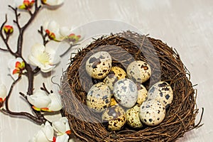 Quail eggs in the nest and a flowering branch. the view from the top. happy Easter card