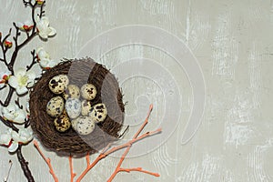 Quail eggs in the nest and a flowering branch. the view from the top. happy Easter card