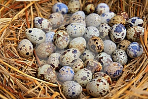 Quail eggs in a nest of hay close-up