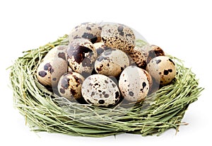 Quail eggs in a nest of hay on a white. Isolated