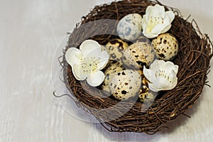 Quail eggs in nest on light wooden background