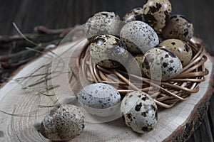 Quail eggs in a nest and twigs of willow blossom