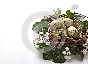 Quail eggs in nest on the white  wooden table.  Easter decor photo
