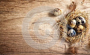 Quail eggs in a nest on a wooden rustic background