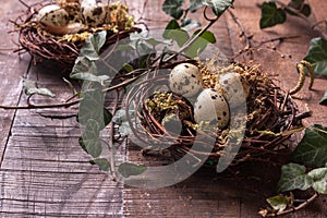 Quail eggs in nests on the rustic wooden table.  Easter decor