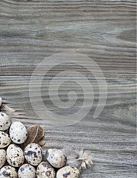 Quail eggs on the old wooden boards
