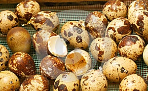 Quail eggs in an incubator