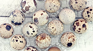 Quail eggs in a plastic container on rustic wooden background. T