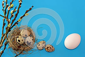 Quail eggs  pussy willow branches and a chicken egg on blue colored paper.