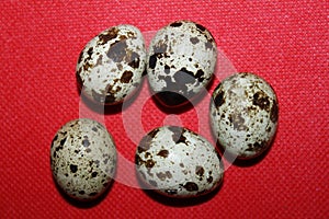 Quail eggs on red Background