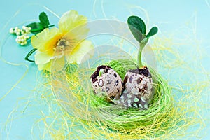 Quail eggs with sprouted green seedlings in a decorative nest next to flowers. Easter concept, birth, spring