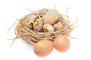 Quail eggs on a white background