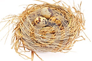 Quail eggs on a white background