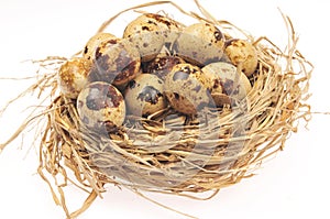 Quail eggs on a white background