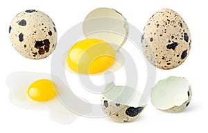 Quail eggs whole and broken collection